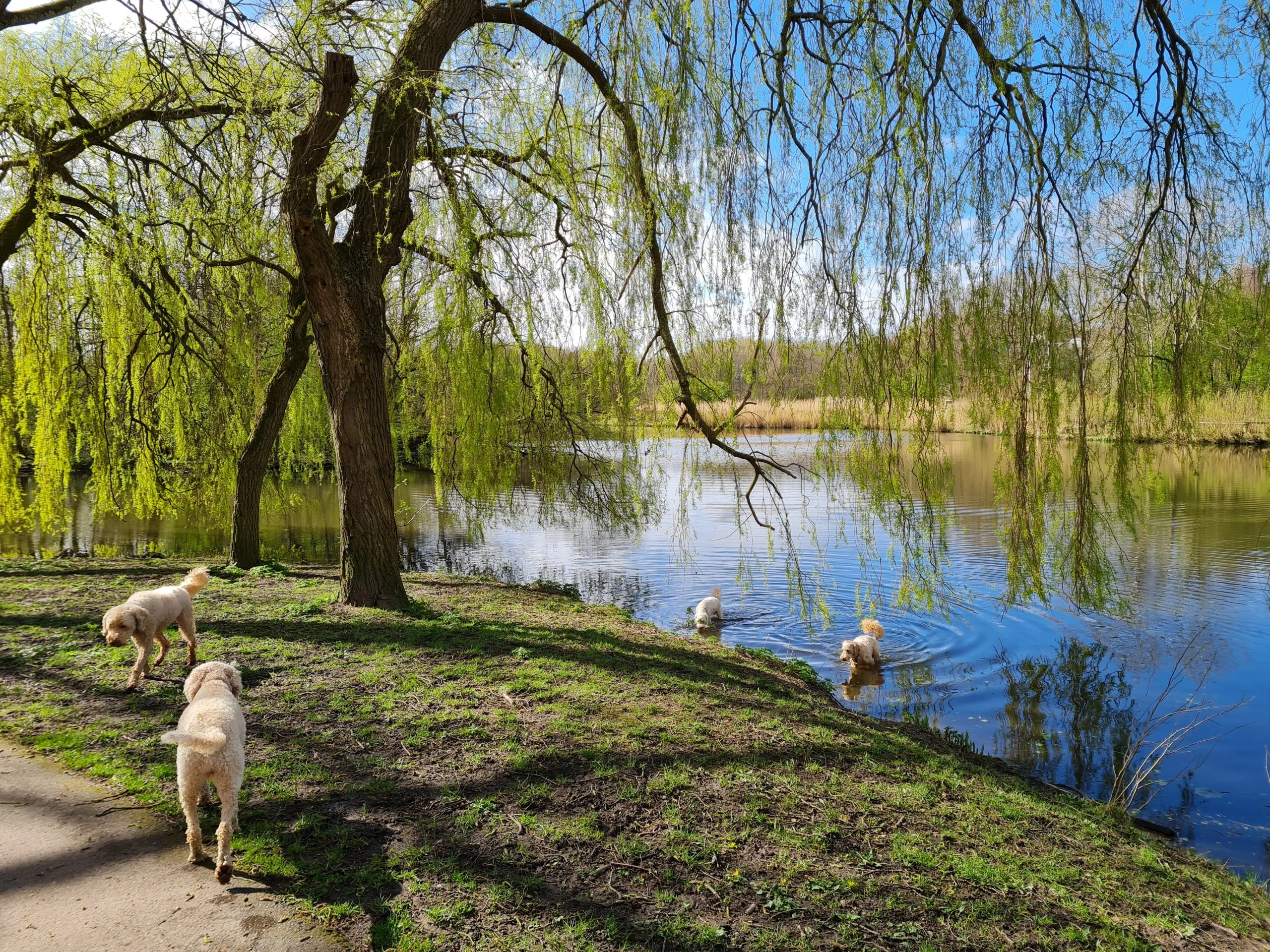 Omgeving westerpark